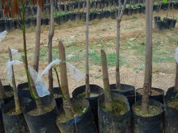 Bud Grafter Training Programme